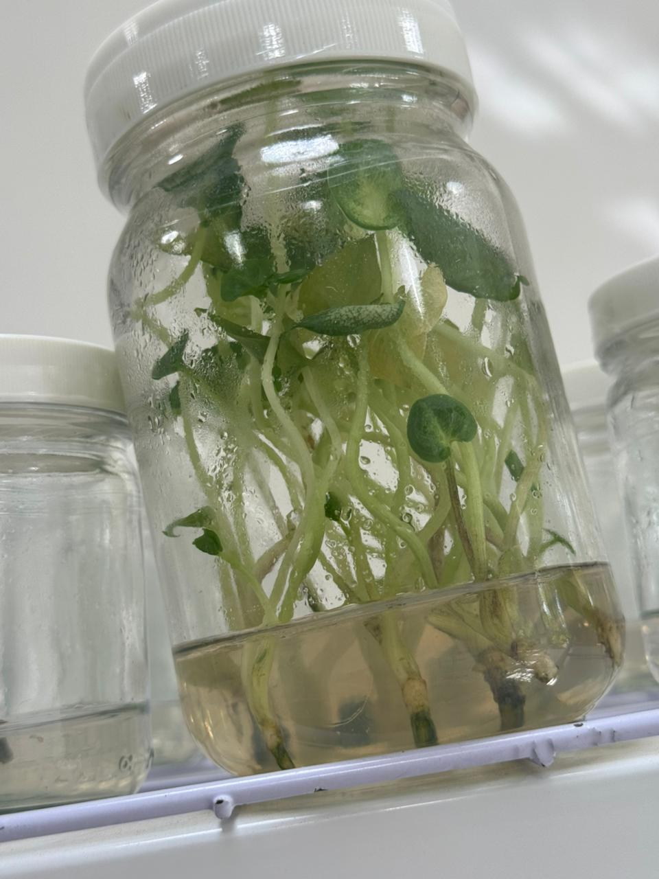 CASTAMAY - Laboratorio de investigación