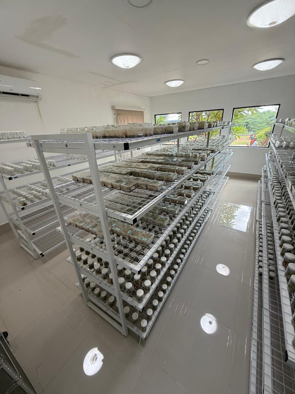 CASTAMAY - Tecnología de cultivo