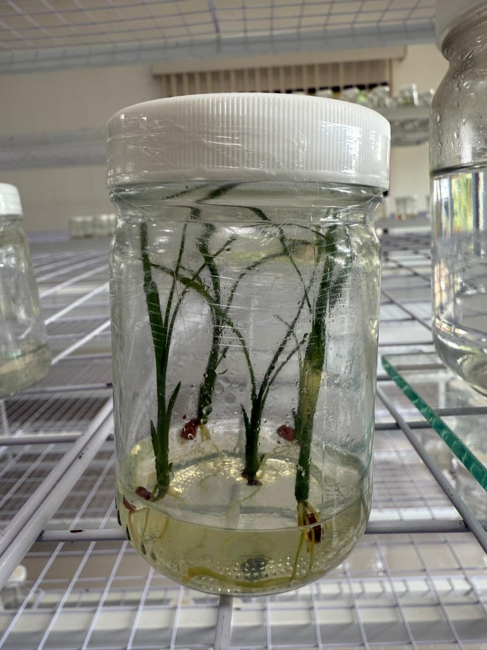 CASTAMAY - Plantas de coco en desarrollo