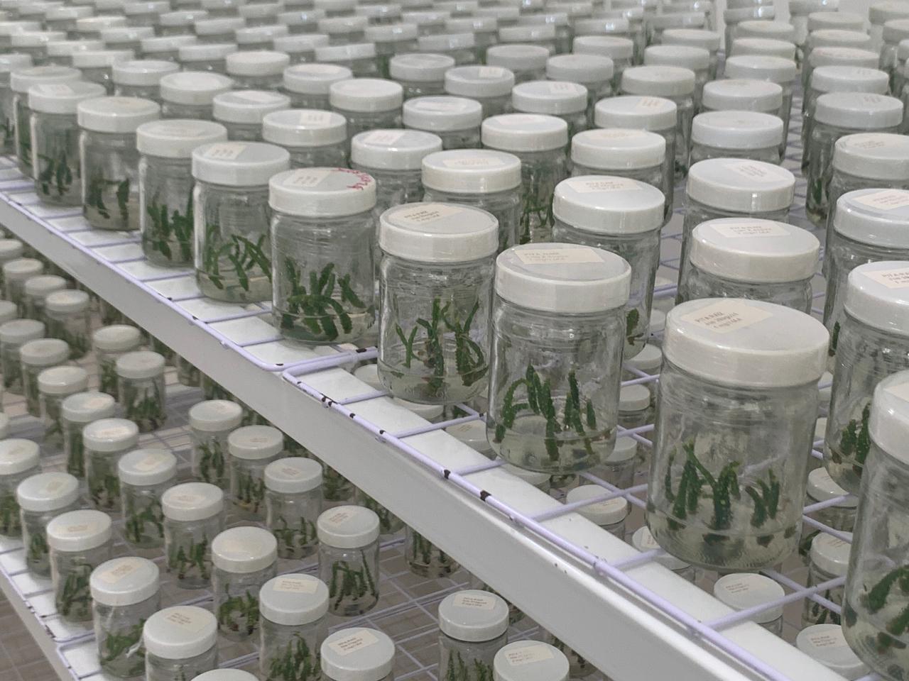 CASTAMAY - Centro de biotecnología